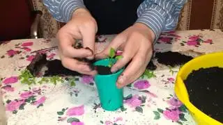Рассада астры на окне