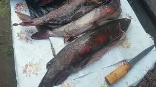 Красавец Ленок из Якутии!!!