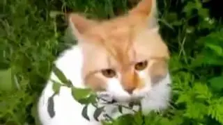 Кот говорит 'Оооооо, чуваки'