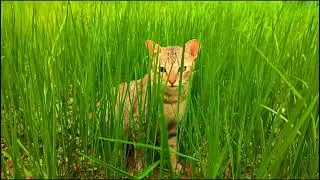 Cute Cat😽😼😺
