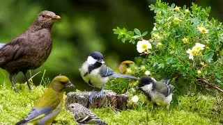 10 hours Nature Escape with Forest Bird Sounds and Adorable Little Birds (4K HDR)