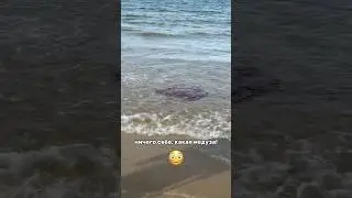 Обнаружили гигантскую медузу