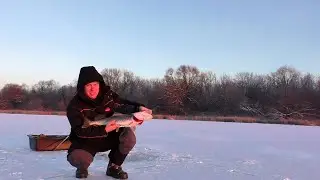 Зимняя рыбалка на жерлицы Щука 3 кг