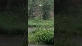 #shorts Последний день весны