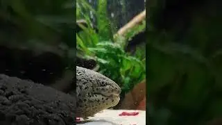 Аксолотль ест Мотыль и выплёвывает песок.