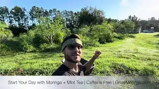 Start Your Day *Caffeine Free* with Moringa + Mint Tea