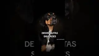 Morri Sozinho sem familia  #podcast #dogphotography #cachorro #pets #entrevista