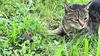 The Mouse Survive Cat Attack!