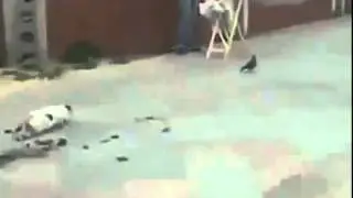 Кот потерял смысл жизни