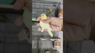 Lovely Parrot  #usa #canada #viralpost #famous #trendingnow #trendingvideo #trending