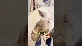 PREGNANT PONY gets GENTILE ADJUSTMENT from Animal Chiropractor! 😍