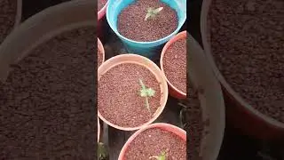 futuros Bonsai de Acer PALMATUM de semillas a macetas individuales!! #bonsai #plantas