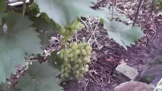 Сорт винограду 