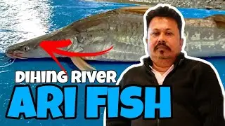 Fish recipe|| Ari Fish Dihing River|| দিহিং নৈৰ আৰি মাছ #fish #fishcurry #fishing #seafood