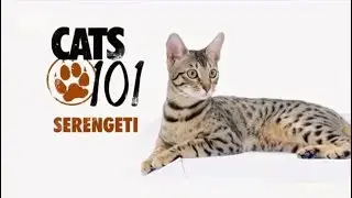 Серенгети 101Kote.ru Serengeti 101Cats