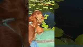 Спаниель капитан корабля