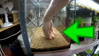 How To Cycle A Bee Shrimp Tank Fast Safely 🐝