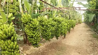Modern Banana Cultivation, Harvesting and Export Technology Million Dollar Banana Processing Factory