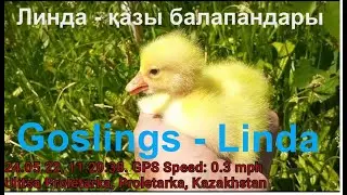 Күркетауықтан  ЛИНДА  қазы балапандары, Қазды бағу,