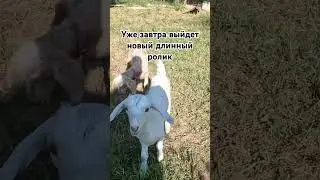 Жизнь в деревне. 