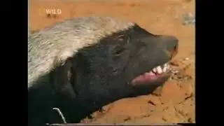 The Crazy Nastyass Honey Badger (original narration by Randall)