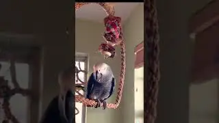 Funniest & Cutest Parrots!🦜😂 #shorts