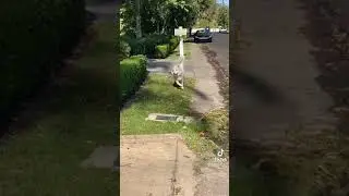 Я иду в пятницу с работы прикол с собакой