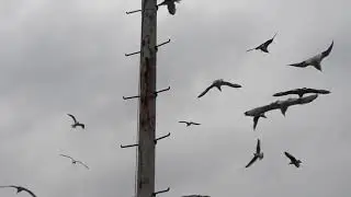 Martı sürüsü