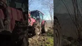 Hattat çekişme  çamurda tomruk sürükleme