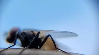 Galaxy S20 FE 5G Macro | HouseFly