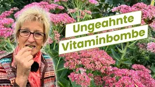 Diese Staude ist nicht nur für Insekten wertvoll!