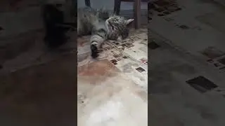 Кошка подметалка