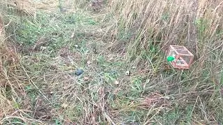 Ловля щеглов на Ос сеть