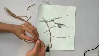 How to make 3d pen pterodactyl skeleton