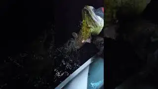 112cm, 9.6KG Pike Release