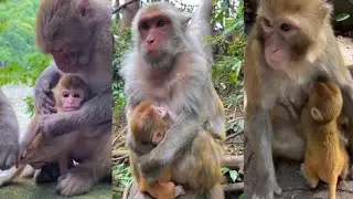 Monkey Baby Video