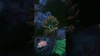 Актиния квадриколор #морскойаквариум #reeftank