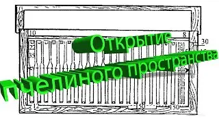 Профессор Кашковский про открытие пчелиного пространства