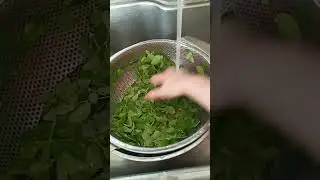 #washing #fresh #Vegetable #malonggay #YouTube #shorts.