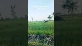 Naik sepeda listrik sore2 di kampung #bantaeng #kampung #desa #village