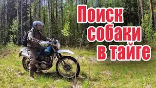 ПОТЕРЯЛ СОБАКУ В ТАЙГЕ. НАЙДУ ИЛИ НЕТ? Добрые походы 2021