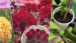 What beautiful FLOWERS will I sow in APRIL?