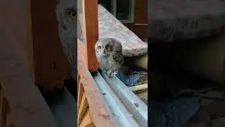 Вот такой гость был замечен на веранде одной из Кемеровских дач #рекомендации