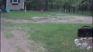 backyard chase