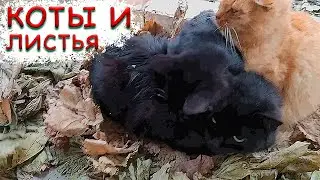 Коты сидят в куче листьев и греются.