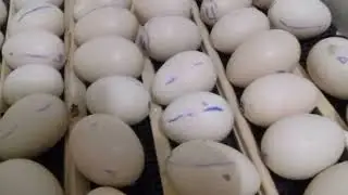 Индоутки отказываются высиживать?! Есть решение!