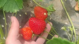 Начала загораться первая ягодка на клубнике Кабрило.