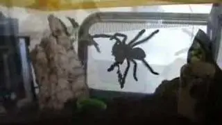 Spider Tidying part 1