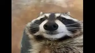 I don't like my old videos
