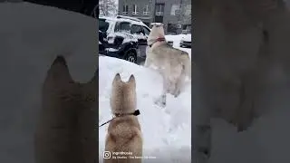 хаски Ингрид и Рагнар / драка!